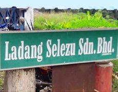 sarawak bintulu palmhead group ( Ladang Selezu Sdn.Bhd )